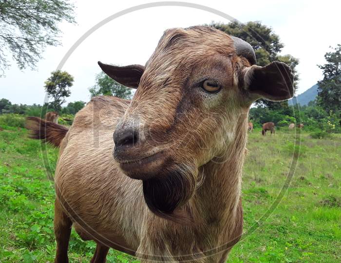 indian desi goat on field