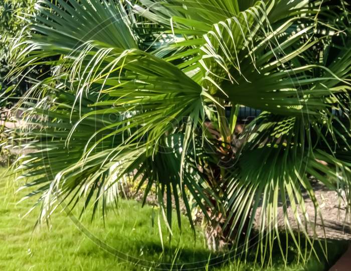 dwarf palmetto plant