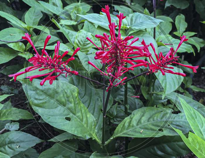 Red Firespike plant