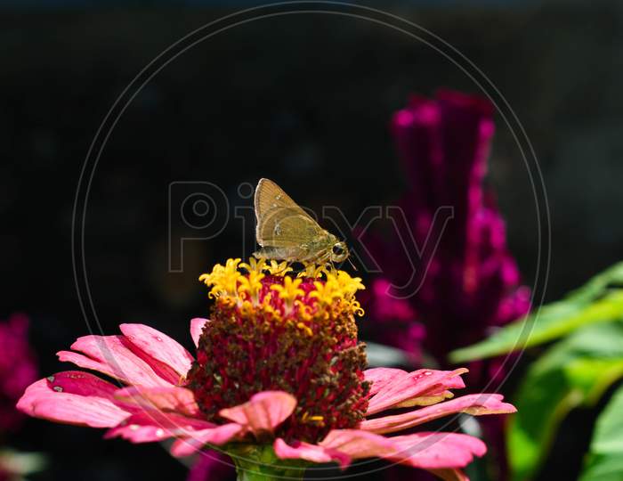 Butterfly on the pink flower.