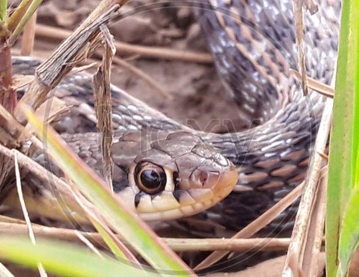 snake closeup