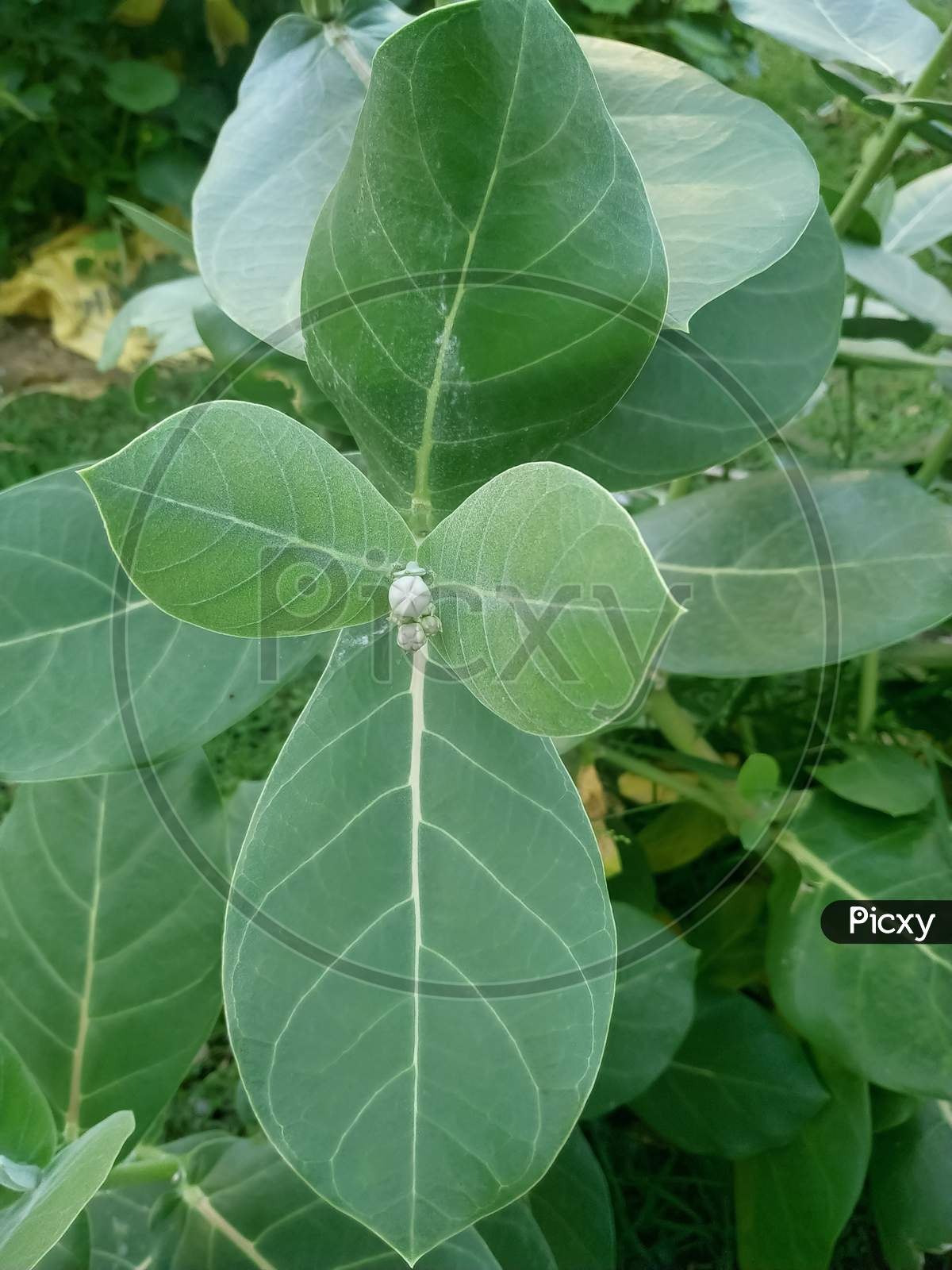 Calotrips Gigantea or Arka Leaf/Leaves (Indian name) Beautiful Green Leaves/Leafs.