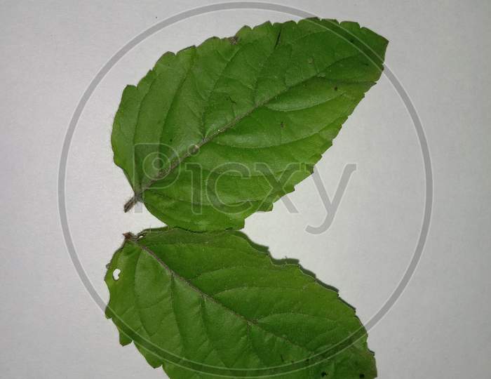 holy basil leaves