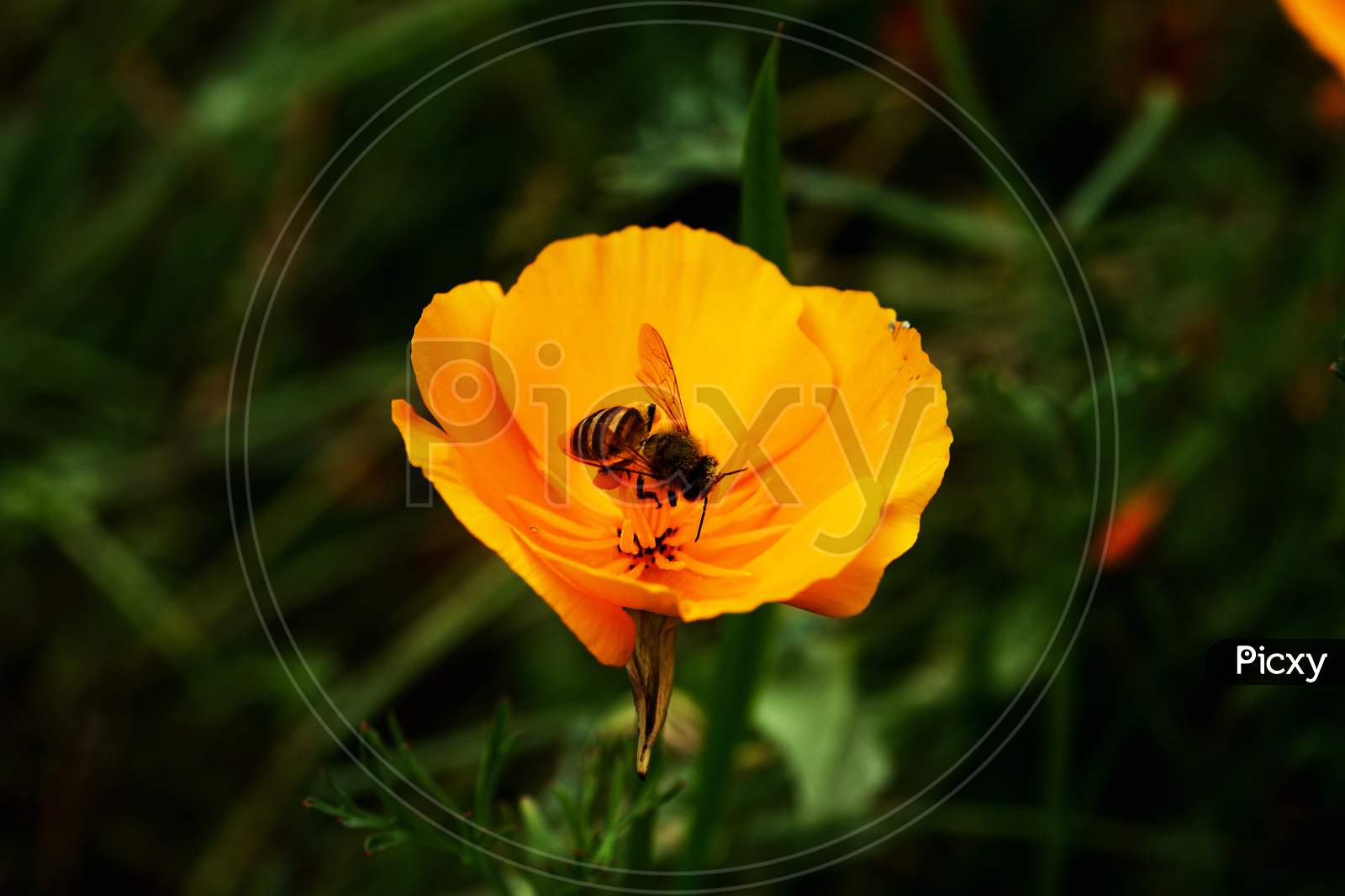 A tiny Bee on  a yellow flower in search of nectar