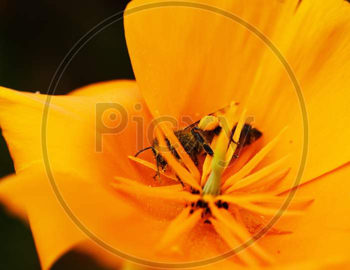 A tiny Bee on  a yellow flower in search of honey