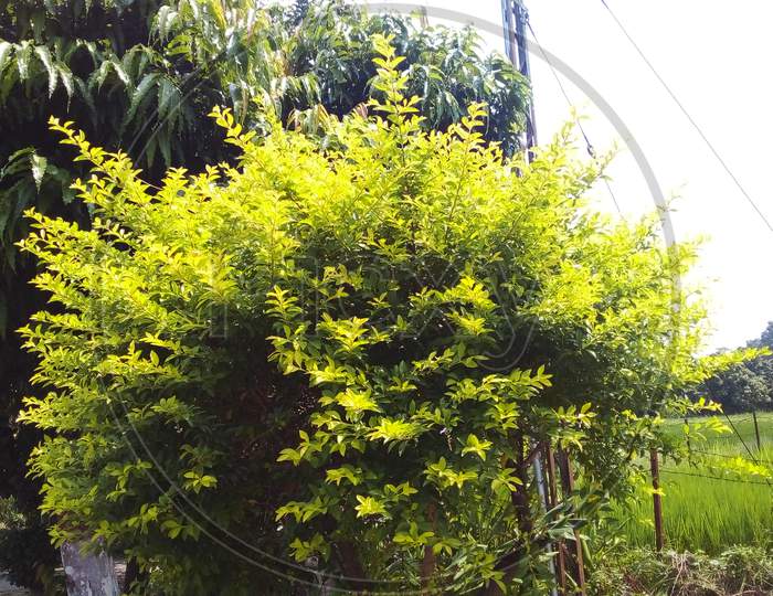 Green hedge shrub plant