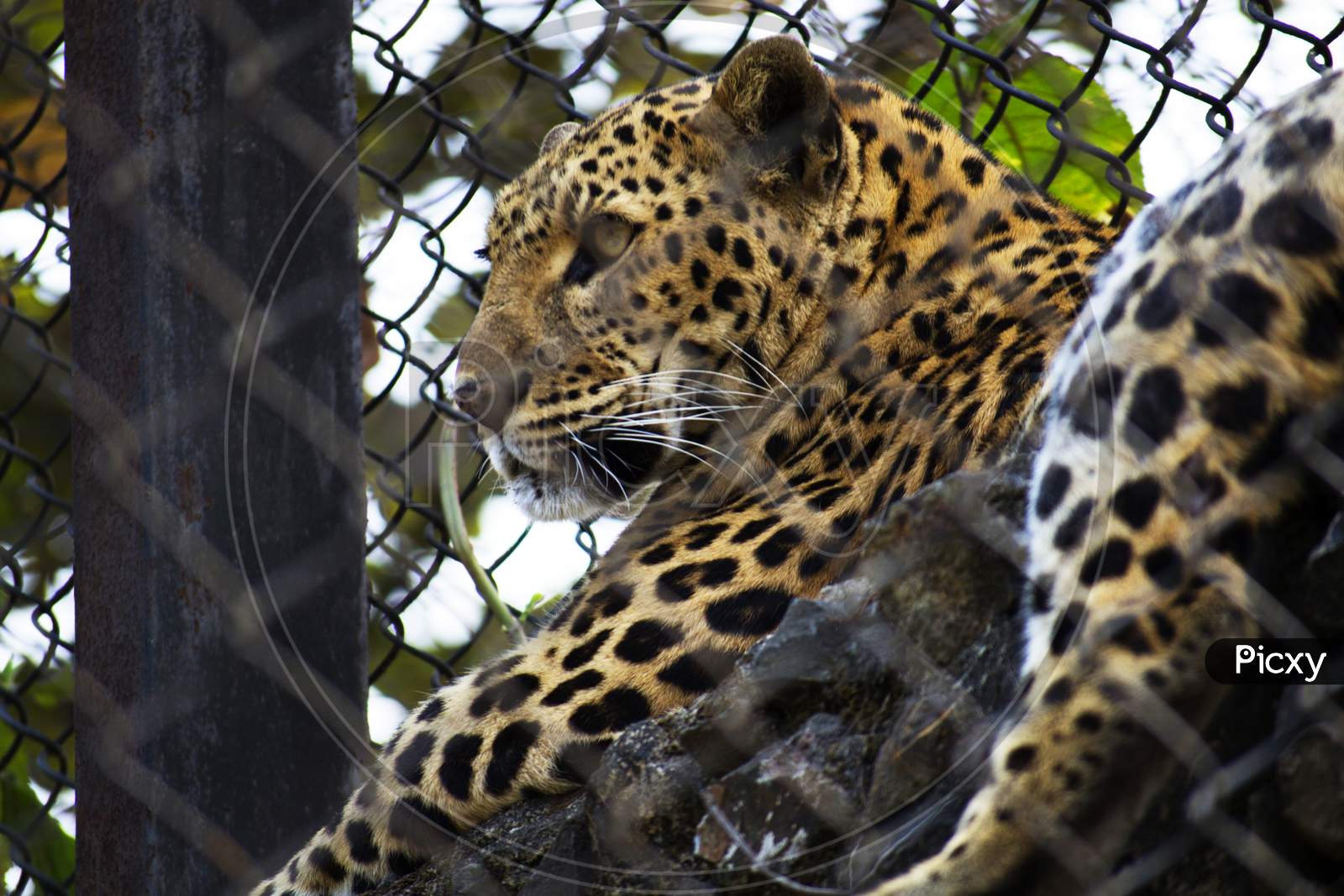 A Cheetah In a Cage