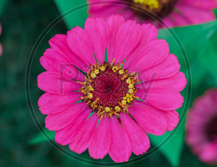 Closeup of a pink flower.