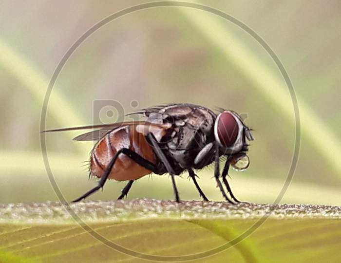 fascinating fly closeup
