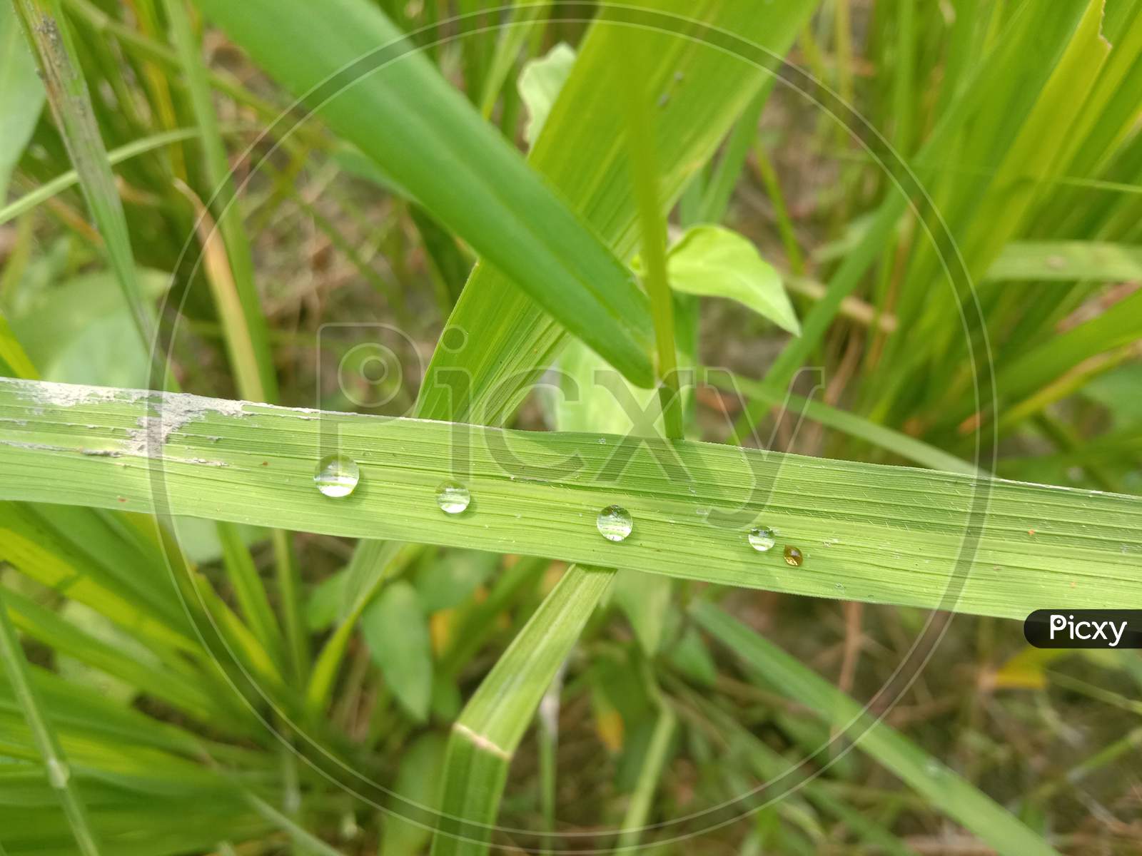 Dew drops on grass in morning