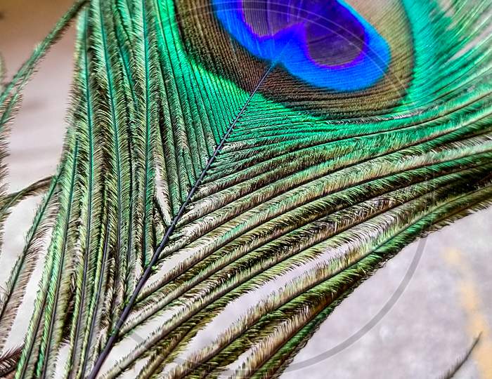 peacock feather🦚🦚