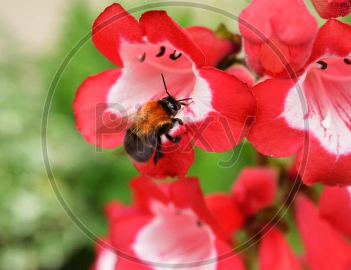 A tiny Bee on a red in search of honey
