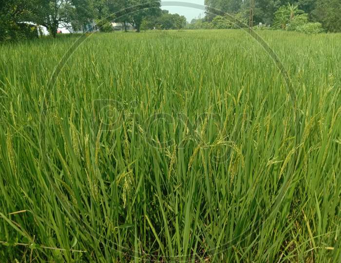 rice crop with grains