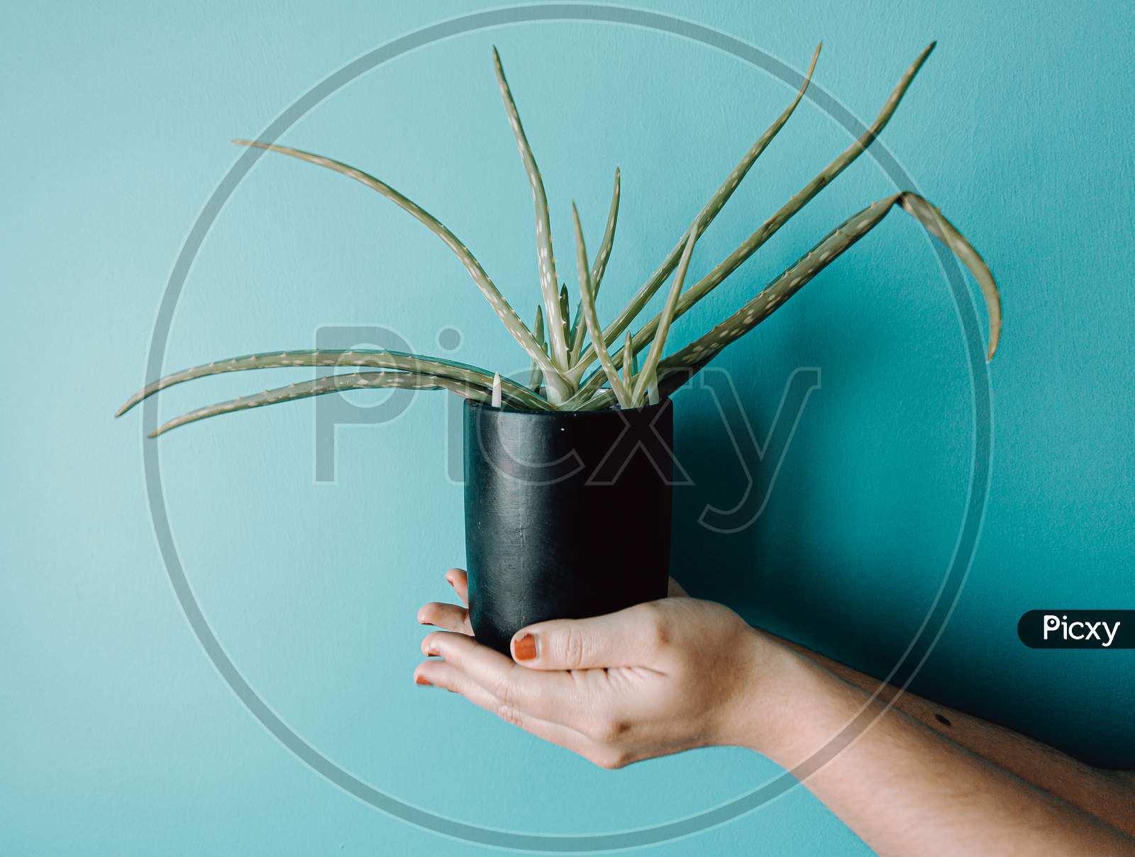 Minimalistic Close Up Hand Grabbing A Green Plant In Front Of A Pastel Blue Wall