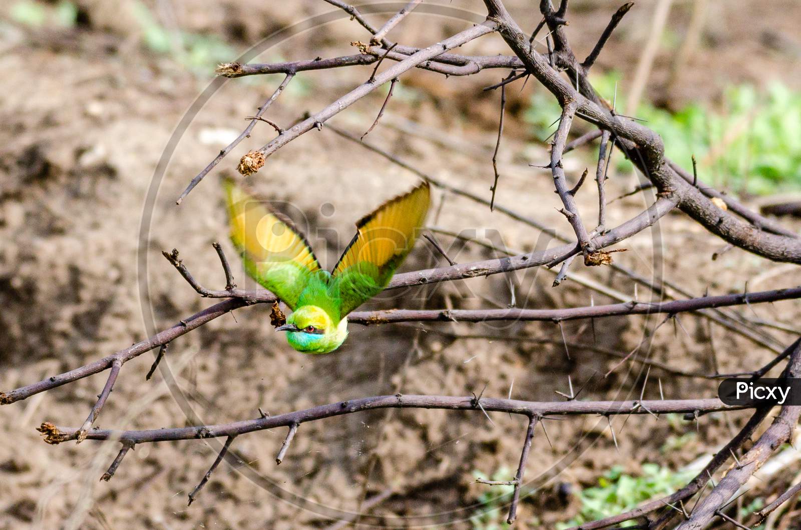 Bee Eater Sultanpur National Park Haryana India