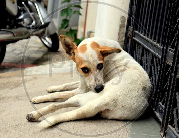 female street dog sitting outside the gate