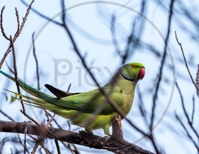 Wetland Birds Sultanpur National Park Haryana India