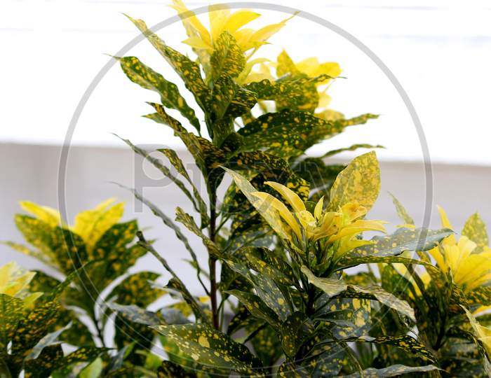 Croton Plant Yellow Green