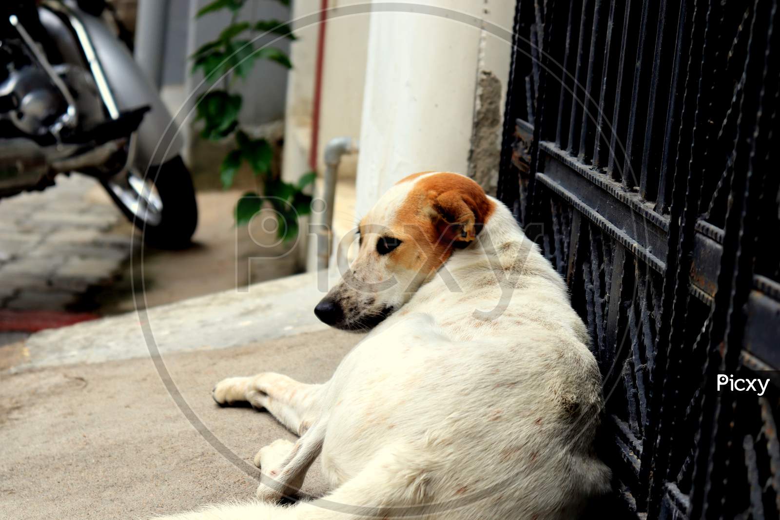 female street dog sitting outside the gate