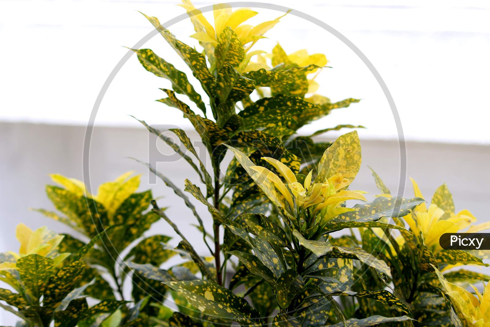 Croton Plant Yellow Green