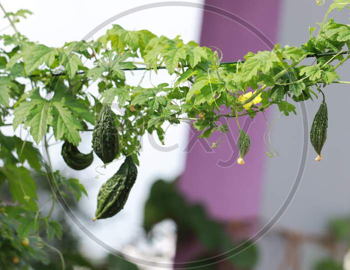 bitter gourd plant in home