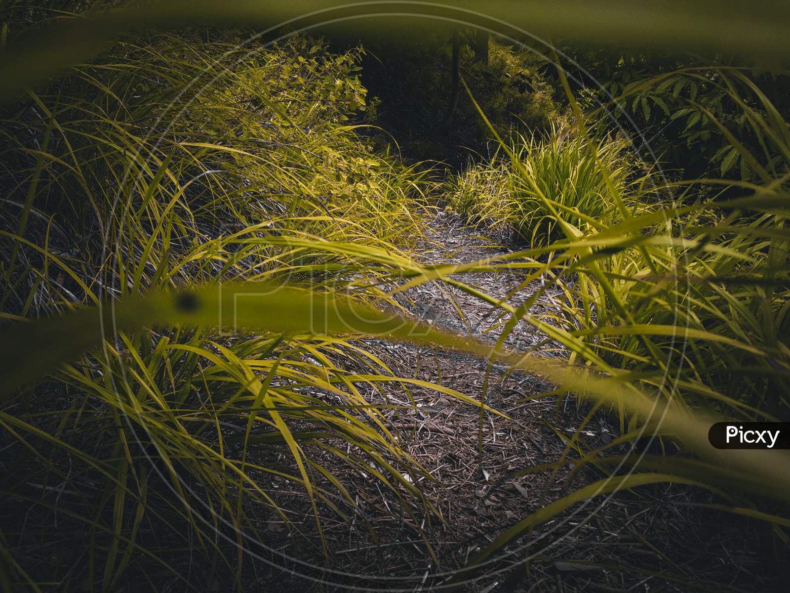 Path between green grass.