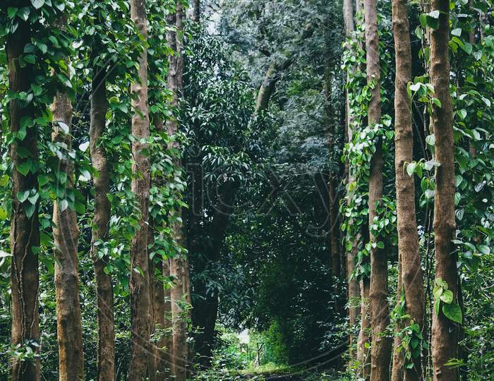 Coffee forest, peace, trees