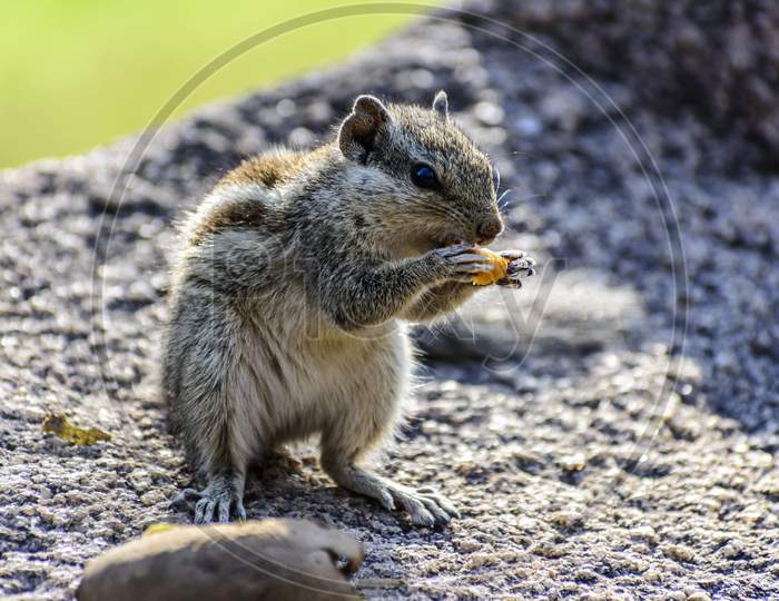 Meal time for a little squirrel
