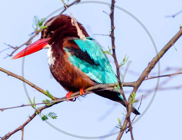 Kingfisher Sultanpur National Park Haryana India