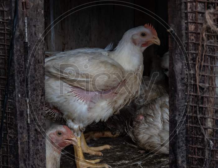 Hen In The Cage For Selling In Market.