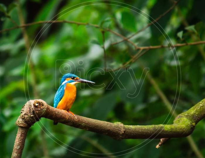 The kingfisher looked at the jungle