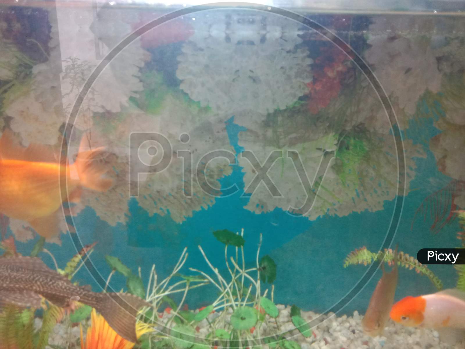 orange fish in aquarium