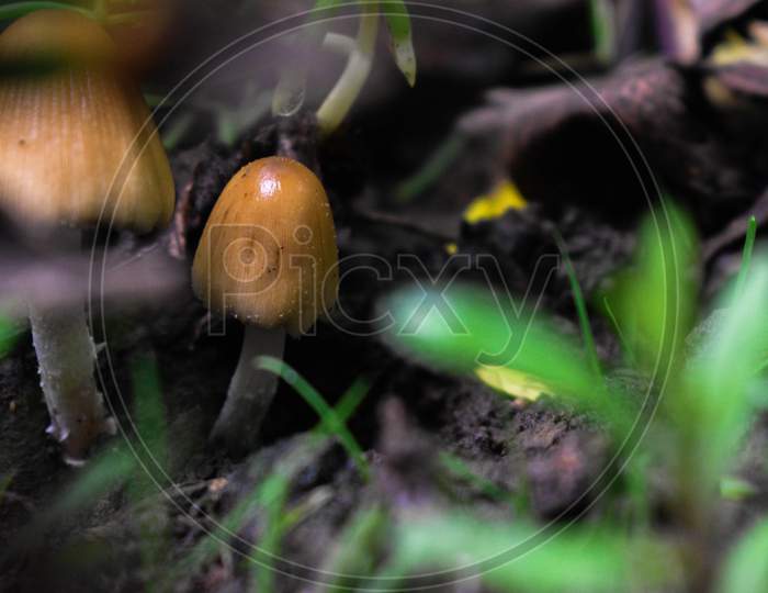 close-up of a mushroom.
