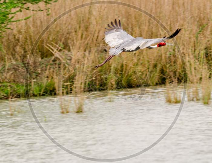 Sarus Crane Sultanpur National Park Haryana India
