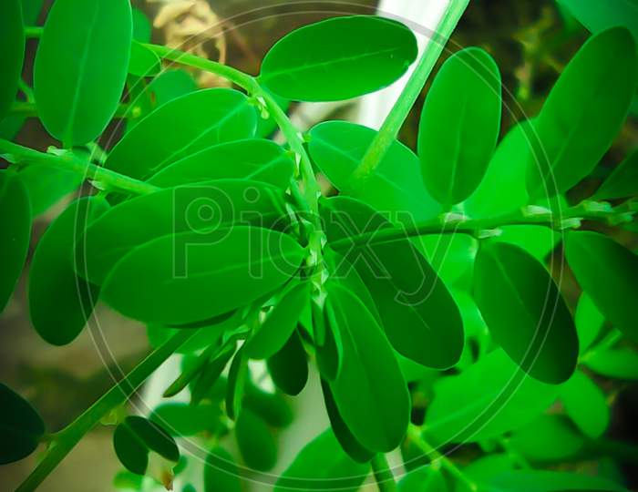 Green plant