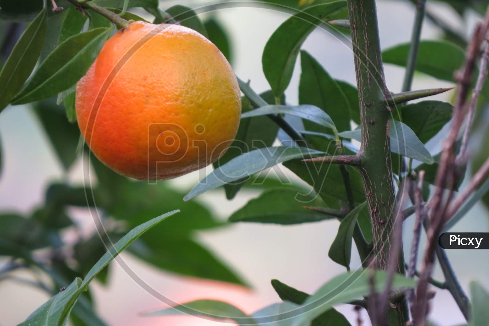 Orange Fruit on the tree