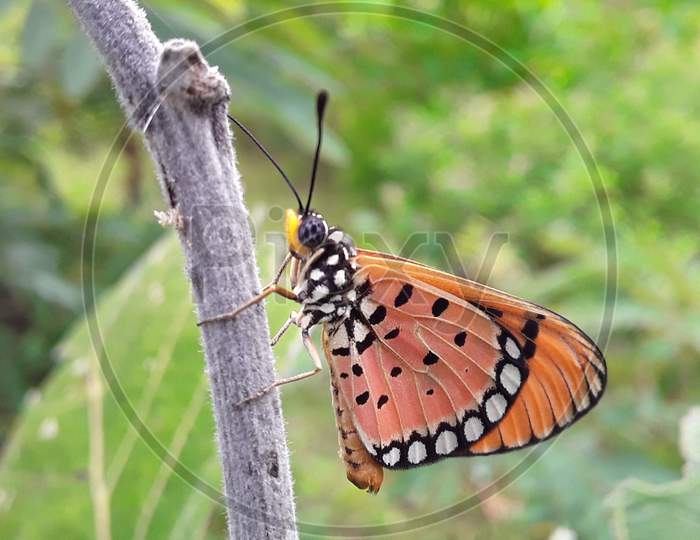 cool closeup of butterfly