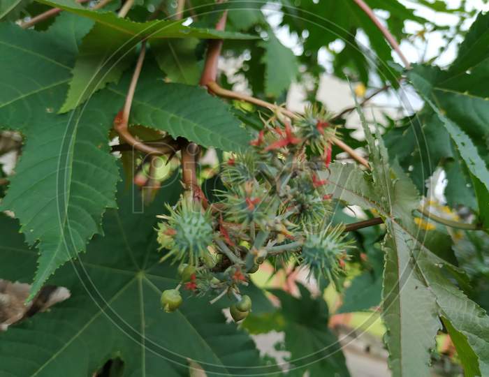 Castor oil plant. Ricinus communis, the castor bean or palma christi is a species of perennial flowering plant in the spurge family. It is the sole species in the monotypic genus, Ricinus