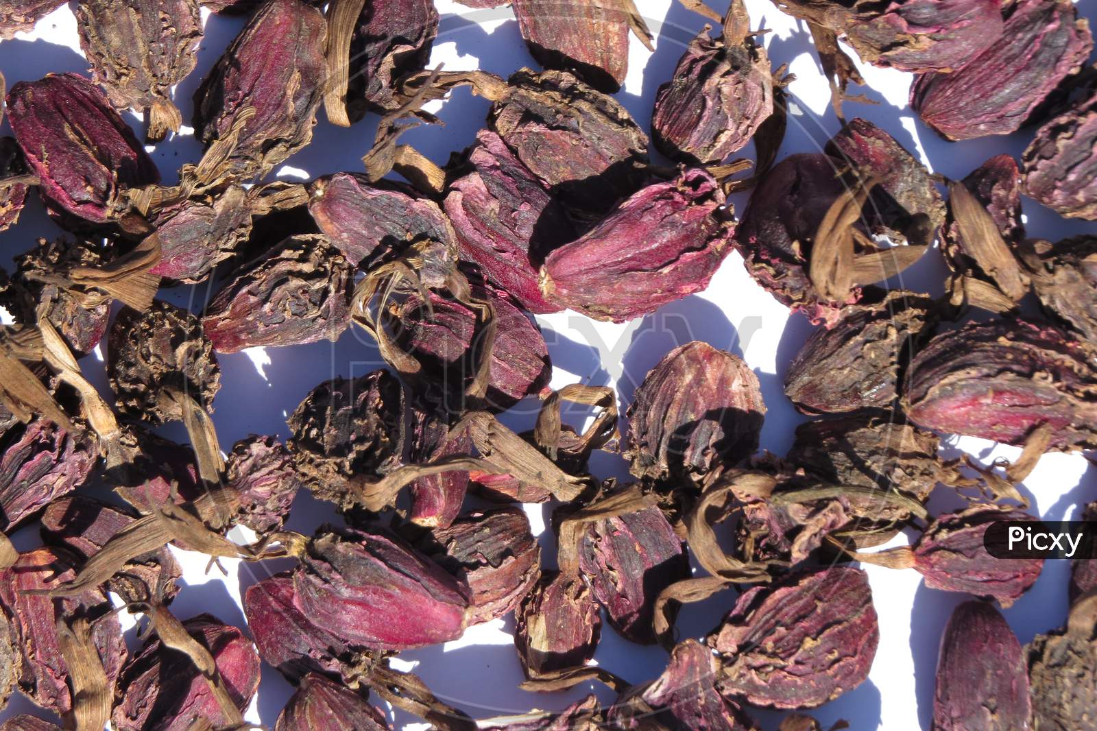 Image of Black Cardamom used in various types of medicinal product and Kitchen used .Black cardamom, also known as hill cardamom,  Nepal cardamom.