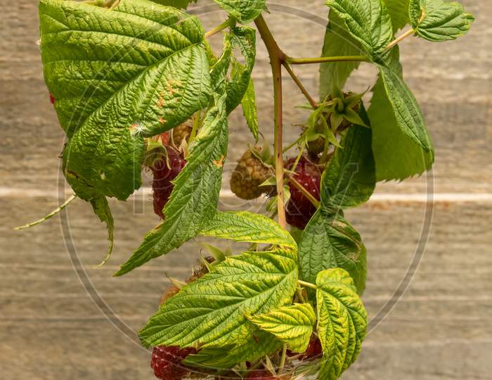 Rasberry Bush With Mix Of Hanging Ripe And Green Berries Stock Photo