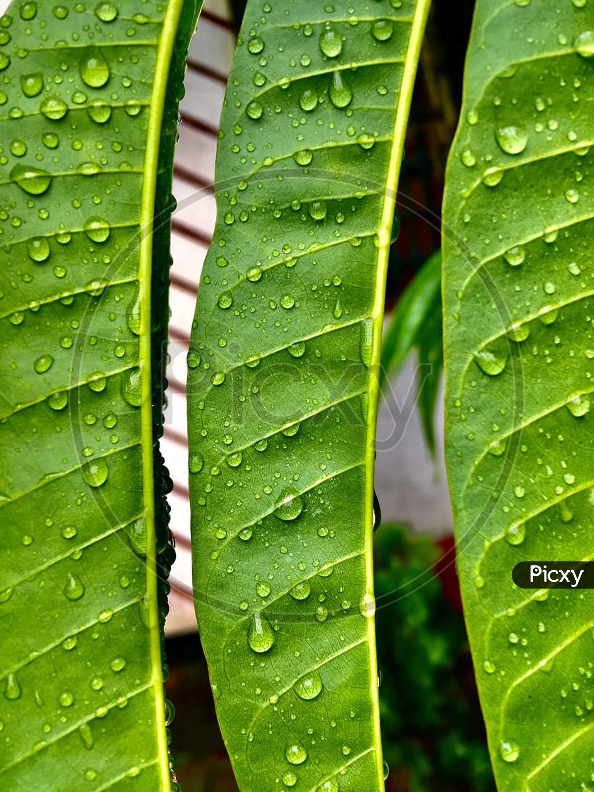 Green and water drop leaf
