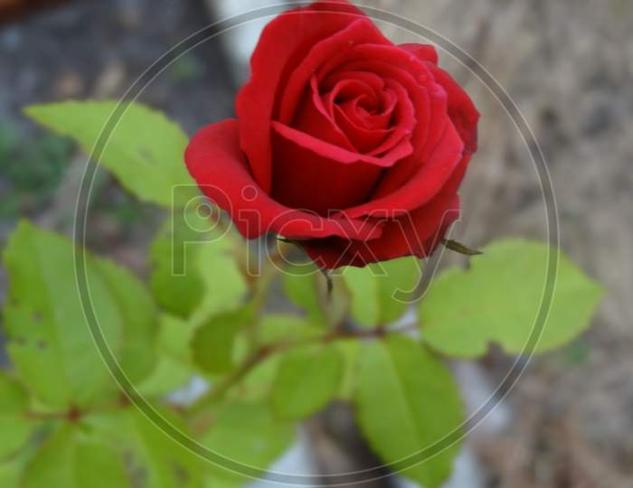 Bloomimg red rose