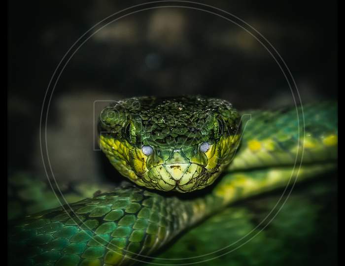 Green pit viper