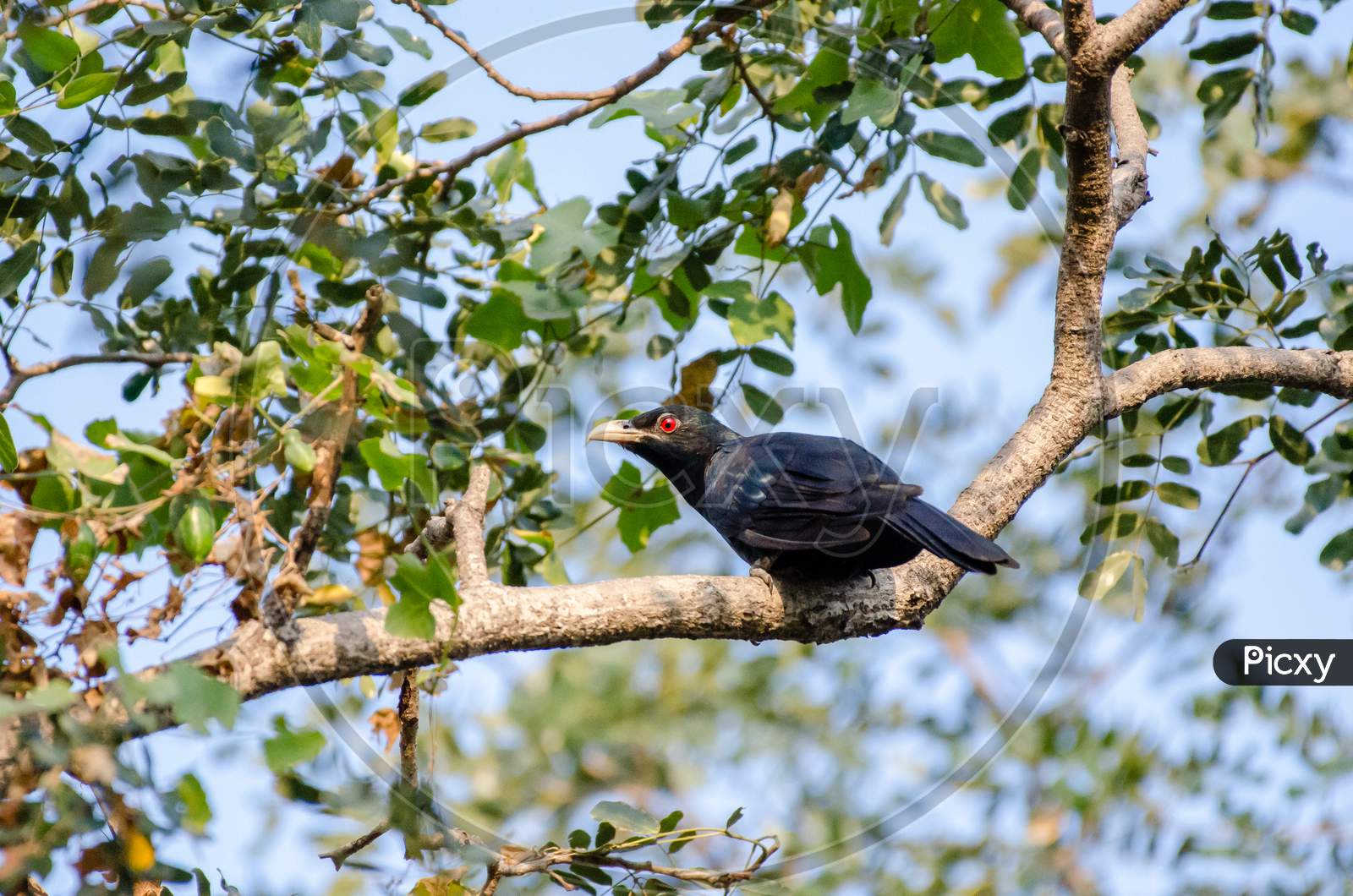 Bird Kodaikanal Tamil Nadu India
