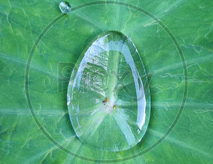 Diamond looking water drop on the Colocasia leaf.