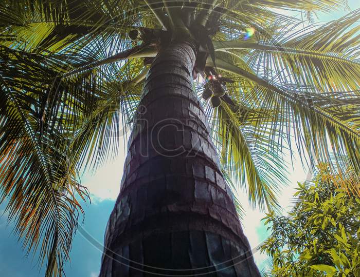 Big Coconut tree