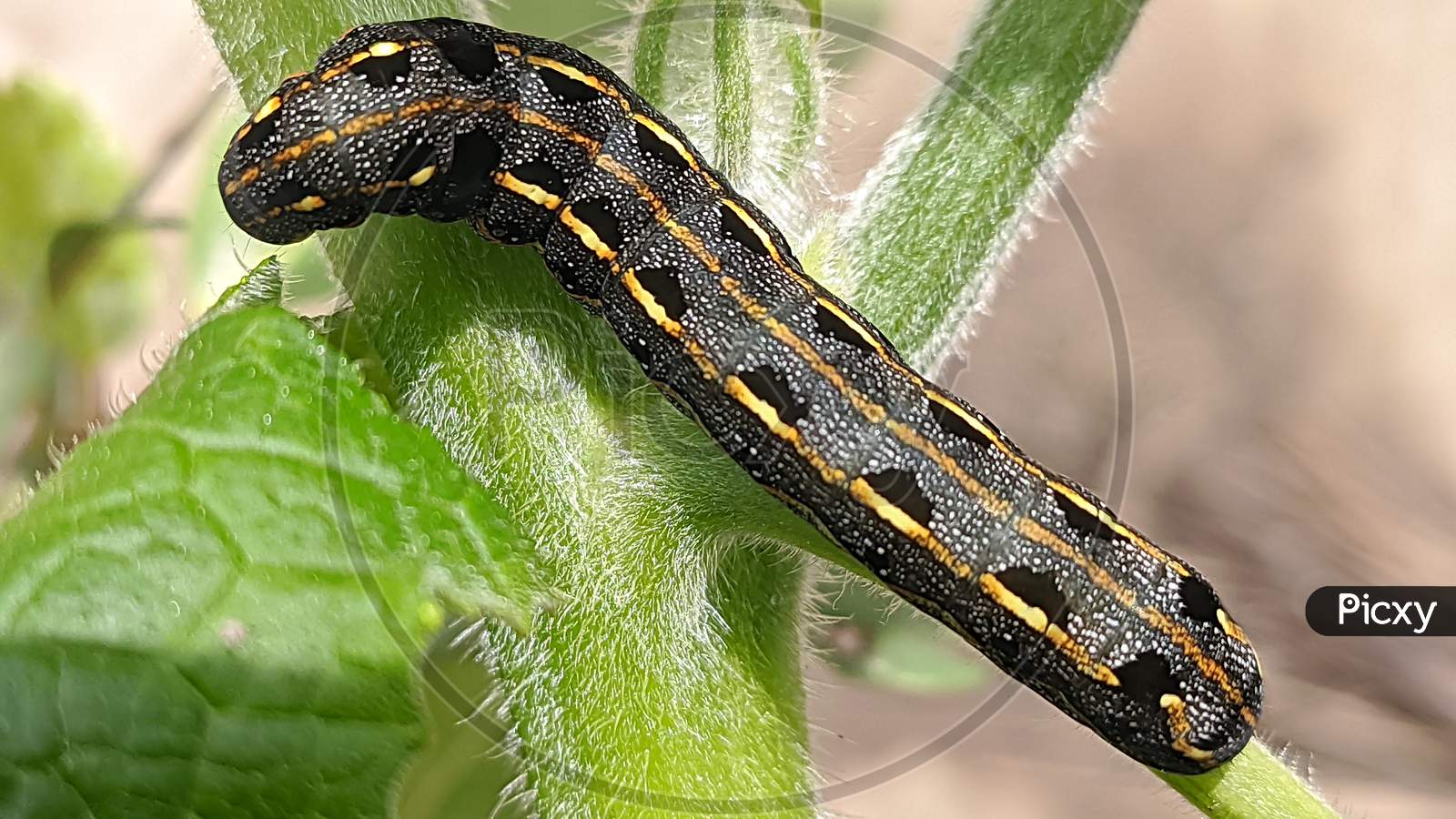 Caterpillar Macroshot.