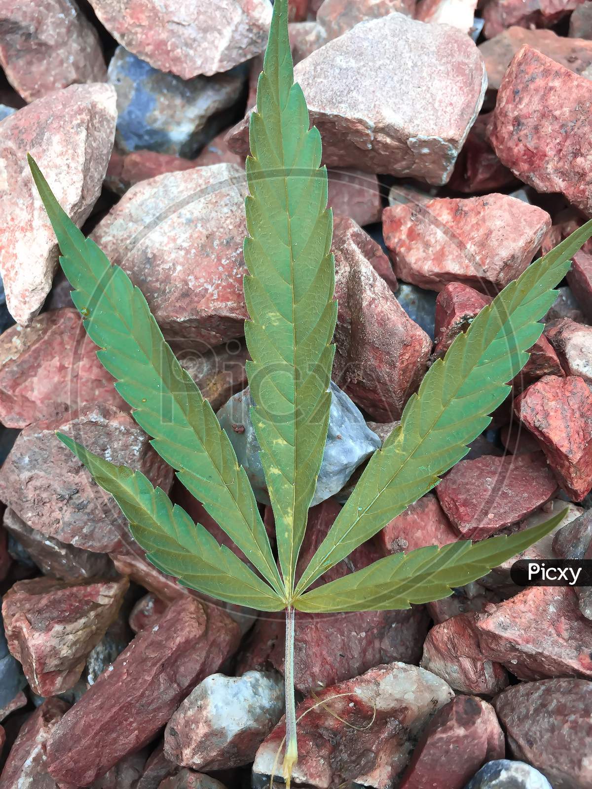 Ganja from Himalayas,Cannabis leaf on beautiful background.