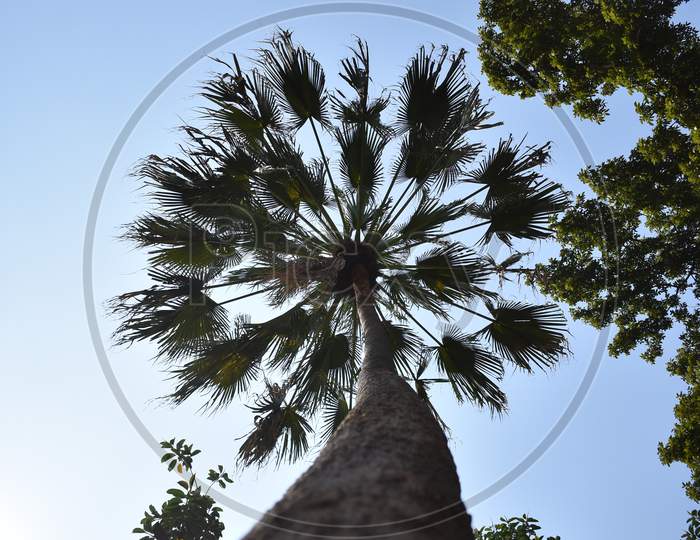 Palm tree under the blue sky