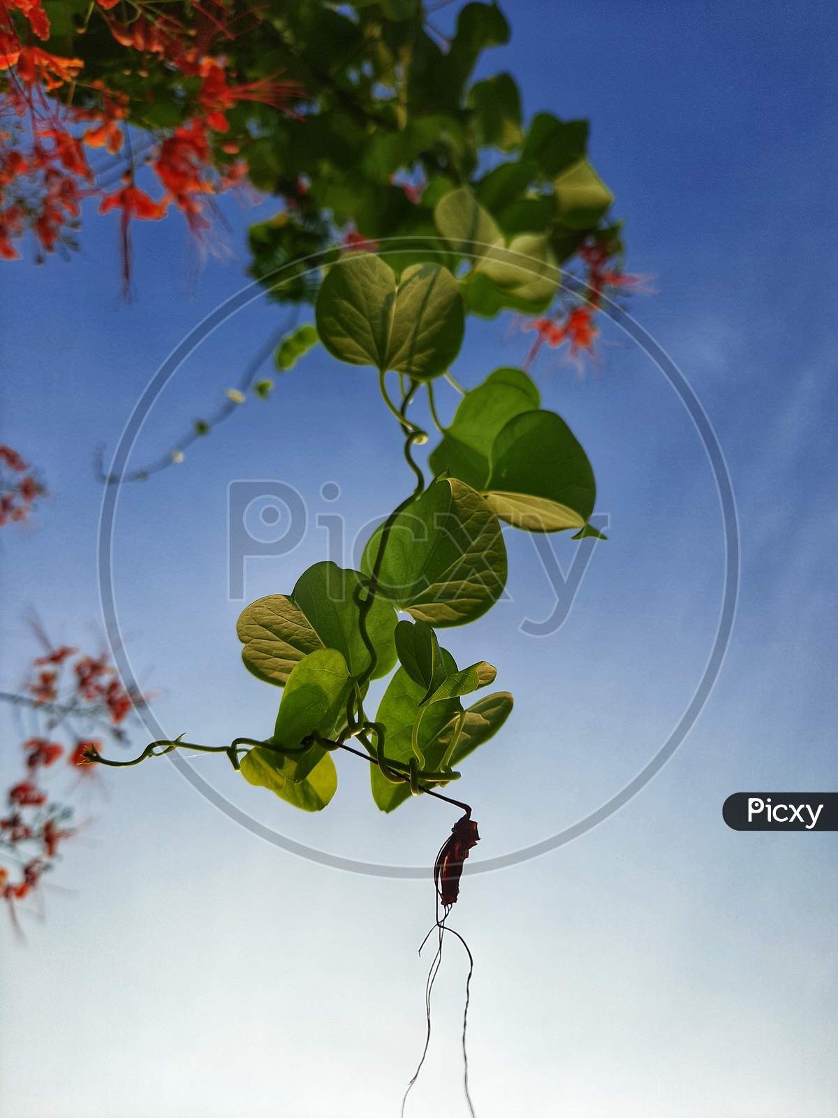 hanging Plant